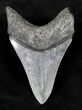 Serrated Megalodon Tooth - Venice, Florida #21227-2